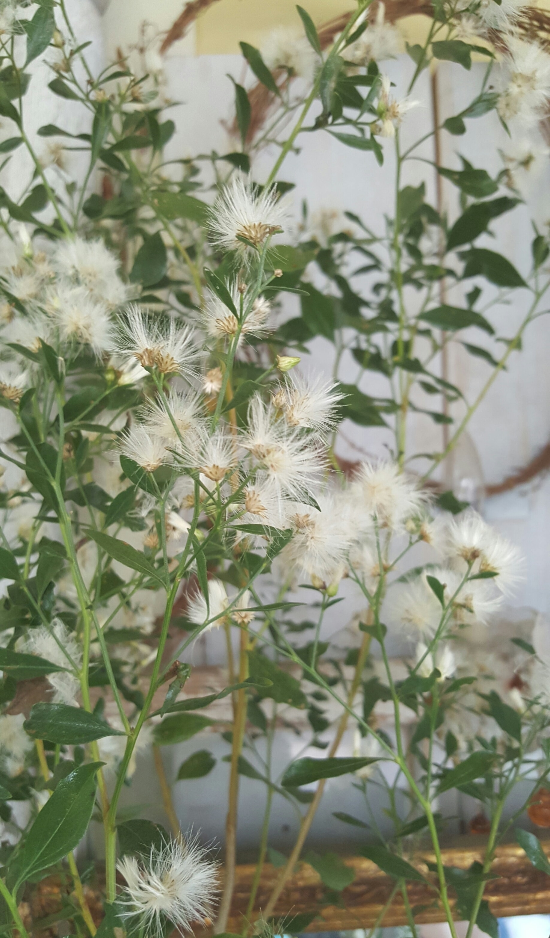 White Winter Flowers and Dried Branches in Home Decor