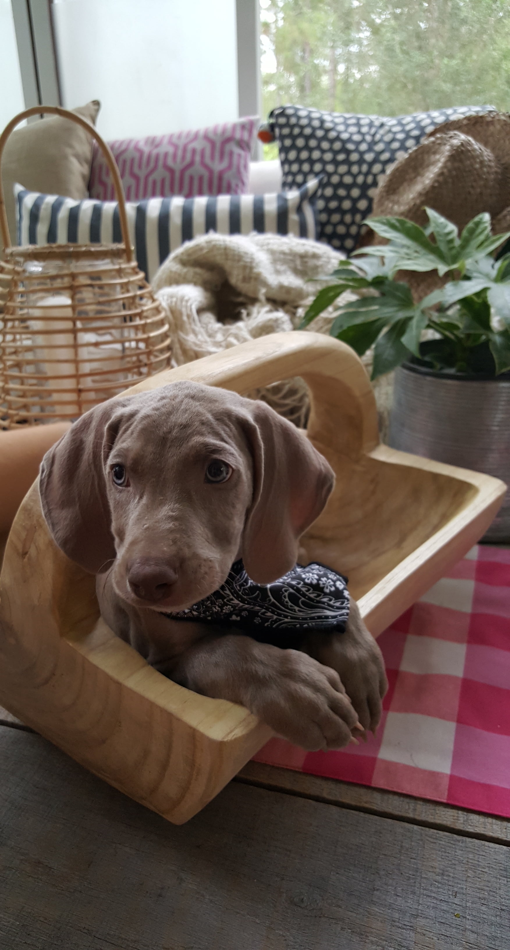 Summer Fun Decor Puppies Porch Paint Rustoleum Bed Bath & Beyond Pet Supplies Training Tips Modern Farmhouse Weimaraner Dog Impact Dog Crates